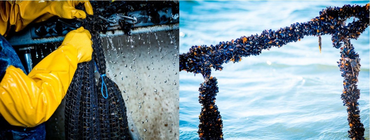 Board and governance practices